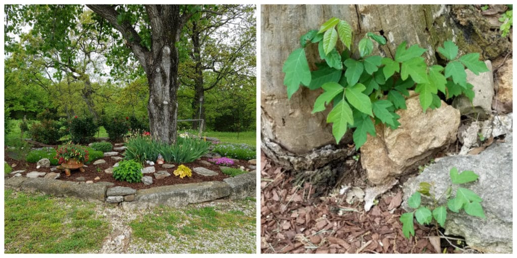 Garden with poison ivy in central Missouri