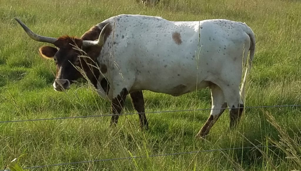 Longhorn-cattle-at-Buckhorn-Reservoir-near-Wilson-North-Carolina