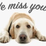 picture of a puppy with 'We miss you'