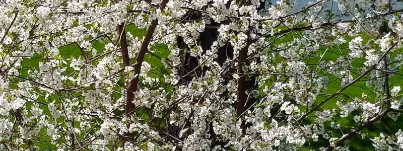 tart cherry tree in bloom