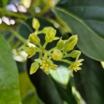 springtime bud on Haas avocado tree for seasonal allergies and triathlon training